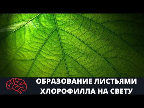 Лист  Образование листьями хлорофилла на свету Опыт