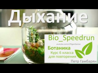 11. Дыхание (Speedrun ботаника 6 класс, ЕГЭ, ОГЭ 2021)