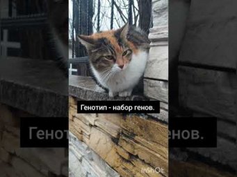 #генетика #генотип #хромосома