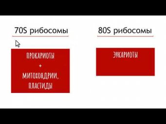 70S и 80S рибосомы, в чем отличие?