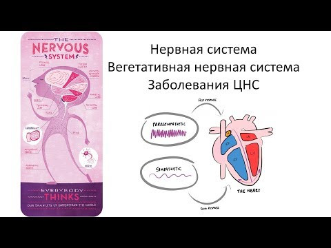 4.4 Нервная система - Вегетативная и заболевания  (8 класс) - биология, подготовка к ЕГЭ и ОГЭ 2019
