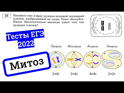Митоз – деление клетки. Разбираем тесты ЕГЭ по биологии 2022 Митоз – деление клетки. Разбираем тесты ЕГЭ по биологии 2022