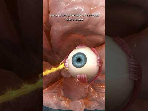 Как мы видим мир: путь света в глазу #biology #биология #зрение #глаз