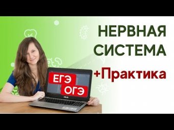 Нервная ткань + нервная система