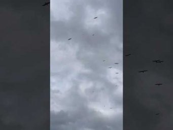 Las aves no tienen mapa&hellip; pero saben ad&oacute;nde ir 