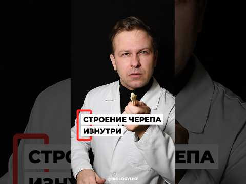 Как выглядит череп изнутри?