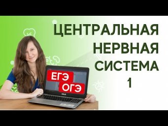 Нервная система 2