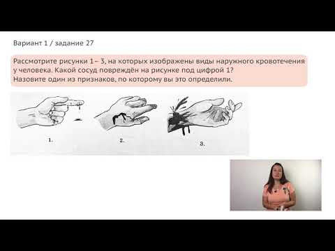 Виды кровотечений / ОГЭ 2020/ 27 задание