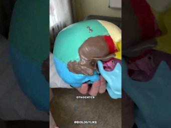 Основание черепа 