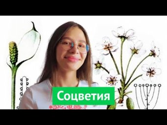 Виды соцветий