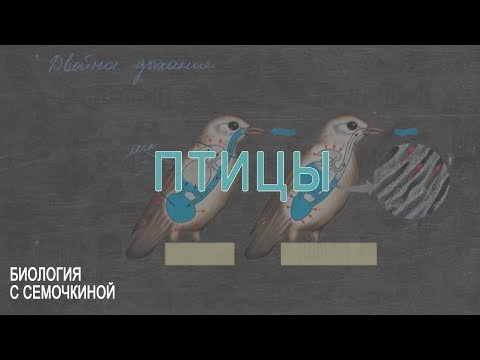 Птицы
