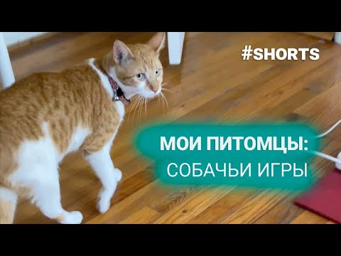 Мои домашние питомцы. Приколы с кошками) #shorts Мои домашние питомцы. Приколы с кошками) #shorts
