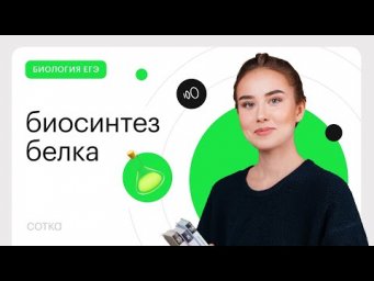 Основы биосинтеза белка для ЕГЭ