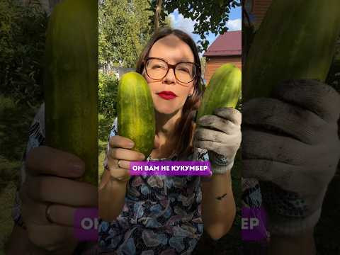 ОН ВАМ НЕ КУКУМБЕР! ❌
