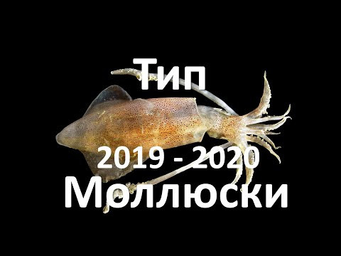 8. Моллюски (7 класс) - биология, подготовка к ЕГЭ и ОГЭ 2020
