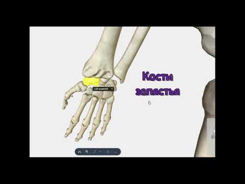 Анатомия:  Скелет