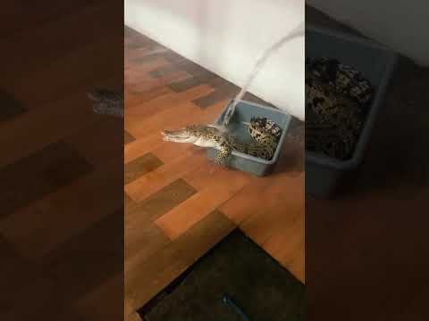 Он еще и Альбинушка&hellip; 