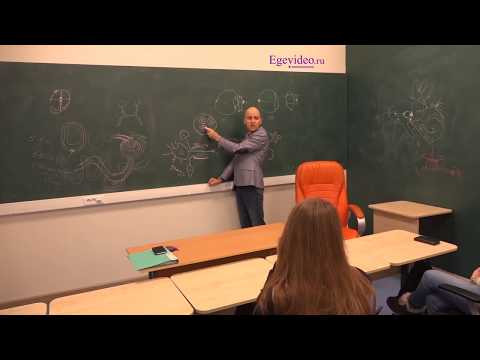Строение нерва