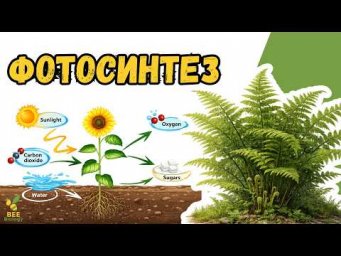 Фотосинтез. Курс підготовки до НМТ з біології.