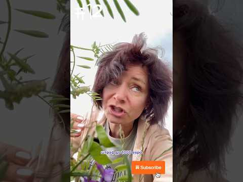 «Нелепые» законы Германии #немецкий #bozenakorn #боженакорн #германия #законыгермании «Нелепые» законы Германии #немецкий #bozenakorn #боженакорн #германия #законыгермании