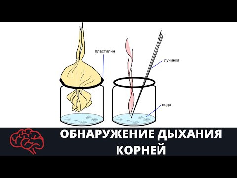 Обнаружение дыхания корней Опыт