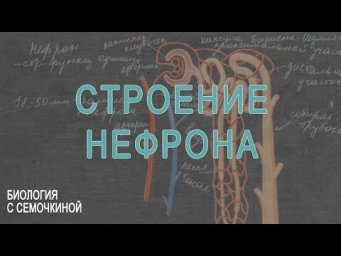 Строение нефрона и образование мочи