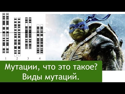 Мутации, что это такое? Виды мутаций Мутации, что это такое? Виды мутаций