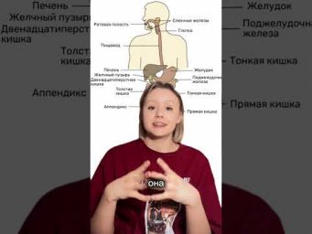 Где образуется желчь? Больше биологии  по ссылке в шапке профиля #CapCut #егэ #биология #егэ2026