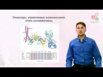 Регуляция работы генов. Регуляция транскрипции у эукариот. Часть 2 (без музыки)