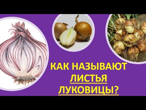 2. Как называют листья луковицы?