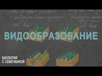 Видообразование