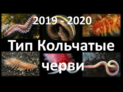 7. Кольчатые черви (7 класс) - биология, подготовка к ЕГЭ и ОГЭ 2020