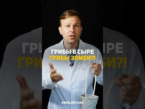 Грибы в сыре, грибы зомби?! 