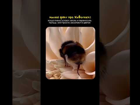 милейший факт из мира животных милейший факт из мира животных