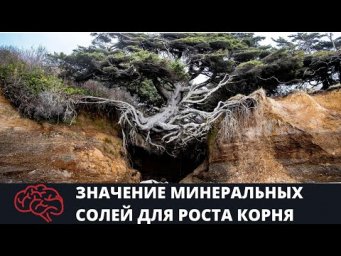 Значение минеральных солей для роста корня Опыт