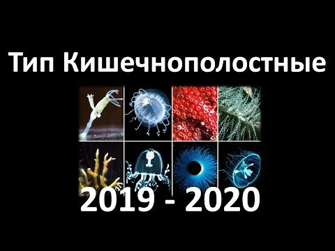 4. Кишечнополостные  (7 класс) - биология, подготовка к ЕГЭ и ОГЭ 2020