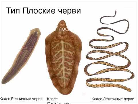 Тип Плосике черви. Таблицы и видео. Тип Плосике черви. Таблицы и видео.