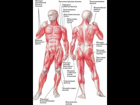 Гигиена работы мышц человека