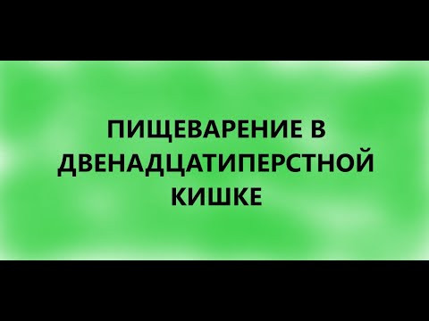 Пищеварение в двенадцатиперстной кишке Пищеварение в двенадцатиперстной кишке