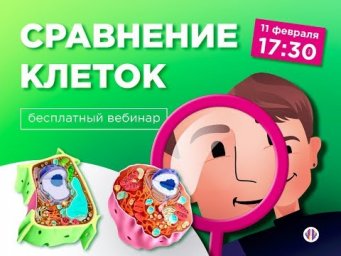 11 февраля. Сравнение клеток