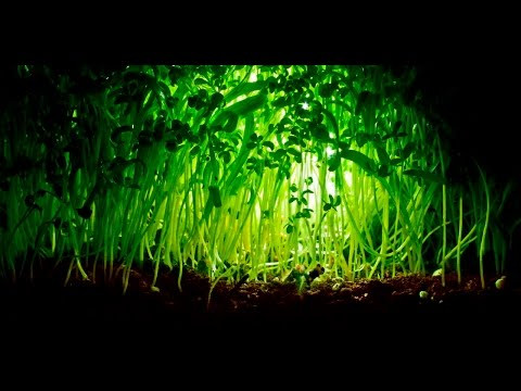 Анатомия и морфология растений | Строение корня, стебля и листа (Ботаника) | ОГЭ и ЕГЭ [1.0]