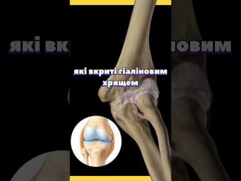 Вивчаємо опорно-рухову систему людини #нмт #біологія #анатомія #biology