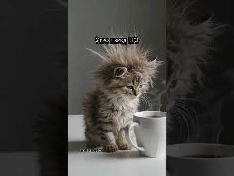 Котенок собирается на егэ #химияегэ Котенок собирается на егэ #химияегэ