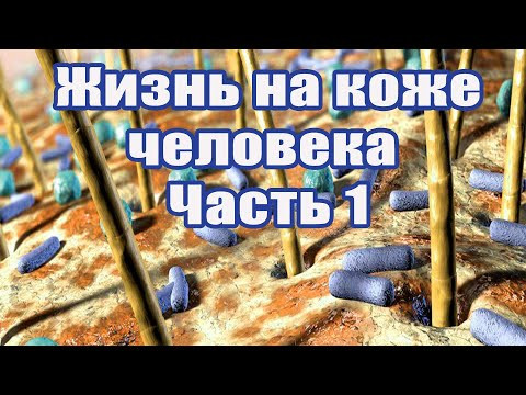 Жизнь на коже человека. Микробы. Часть 1