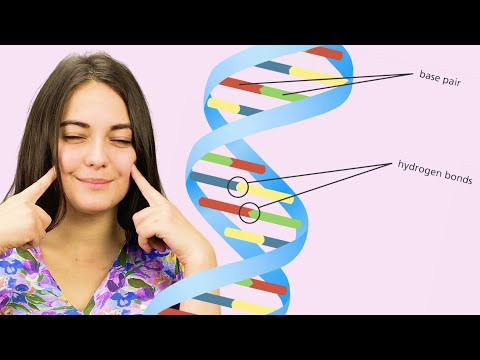 Правила Чаргаффа. Комплиментарность. Правила Чаргаффа. Комплиментарность.