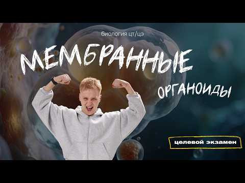 МЕМБРАННЫЕ ОРГАНОИДЫ | Целевой экзамен МЕМБРАННЫЕ ОРГАНОИДЫ | Целевой экзамен