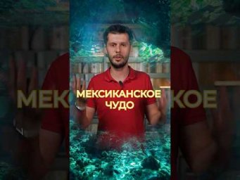 Мексиканское чудо, которое тебя поразит! 