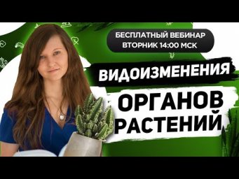 ВВИДОИЗМЕНЕНИЯ ОРГАНОВ РАСТЕНИЙ