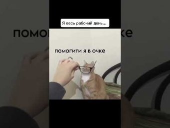 жизнь вайтишнтка