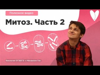 Митоз 2 часть | Биология ЕГЭ ОГЭ с Михаилом Гис
